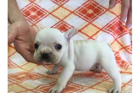 成約済の愛知県のフレンチブルドッグ-31852の1枚目